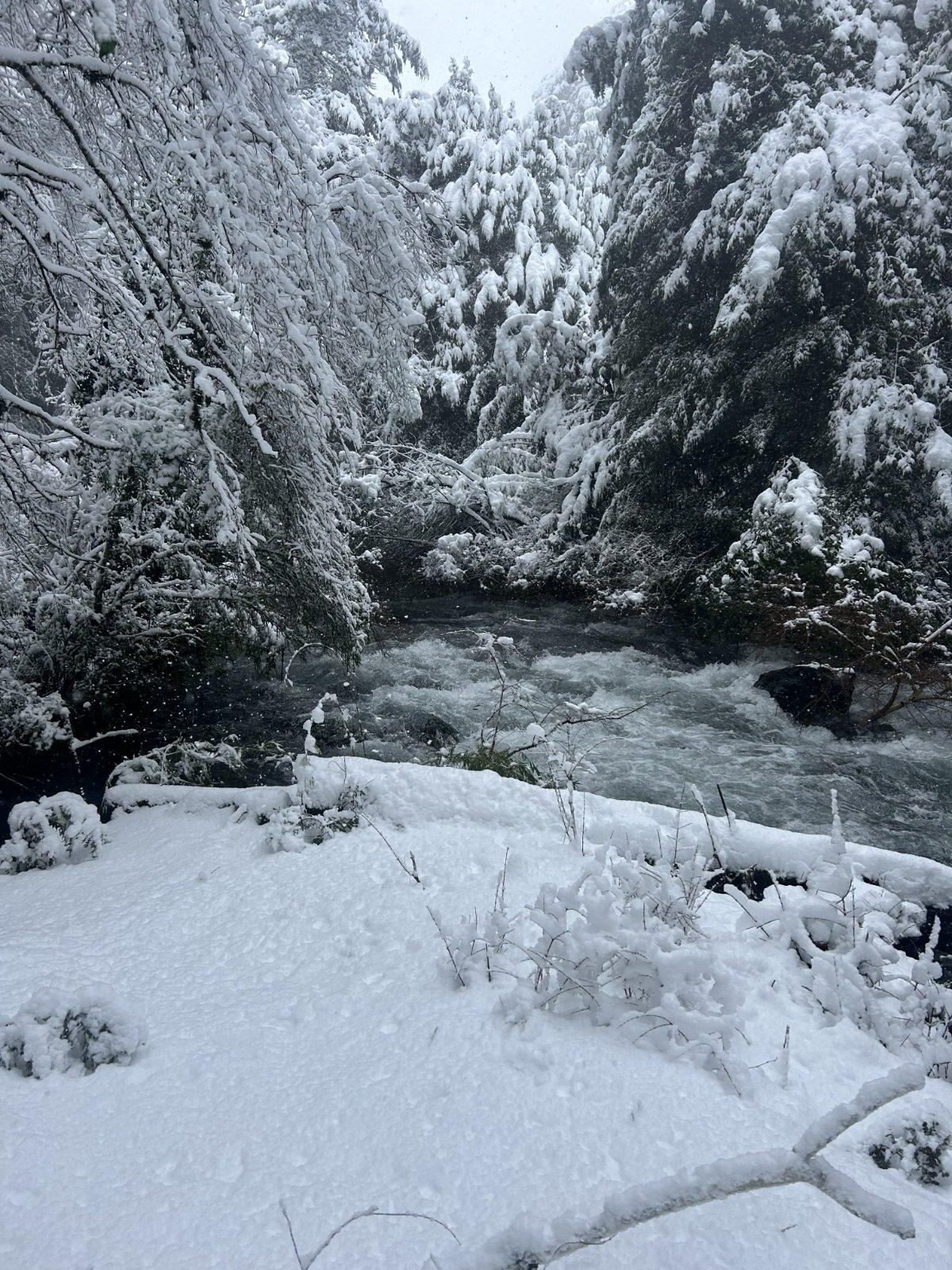 Río entre el bosque nevado