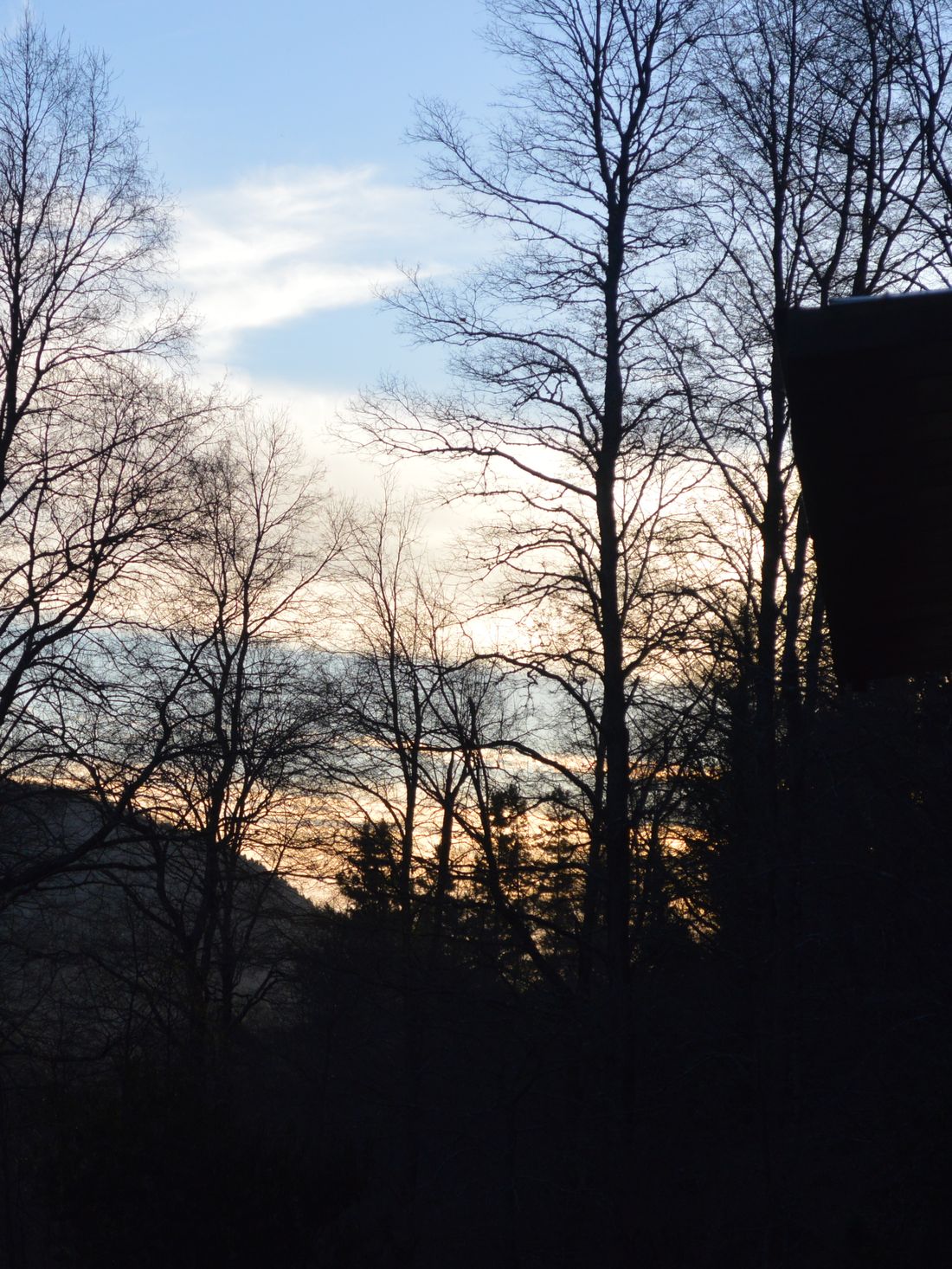 Atardecer entre los árboles del bosque